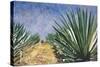 Agaves with Blue Sky, 2004-Pedro Diego Alvarado-Stretched Canvas