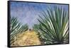 Agaves with Blue Sky, 2004-Pedro Diego Alvarado-Framed Stretched Canvas