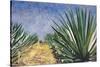 Agaves with Blue Sky, 2004-Pedro Diego Alvarado-Stretched Canvas