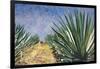 Agaves with Blue Sky, 2004-Pedro Diego Alvarado-Framed Giclee Print