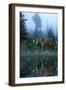 Age of Reflection-Gordon Semmens-Framed Premium Giclee Print