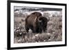 Aged Bison in Teton Nat. Park-null-Framed Premium Giclee Print