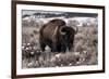 Aged Bison in Teton Nat. Park-null-Framed Premium Giclee Print