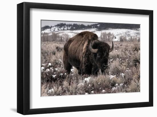 Aged Bison in Teton Nat. Park-null-Framed Art Print