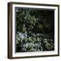 Aged Boulders Covered with Moss in a Forest, Ritsa Nature Reserve-null-Framed Photographic Print