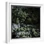 Aged Boulders Covered with Moss in a Forest, Ritsa Nature Reserve-null-Framed Photographic Print