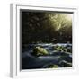 Aged Boulders Covered with Moss in a Misty Forest, Ritsa Nature Reserve-null-Framed Photographic Print