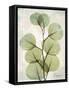 Aged Stone Eucalyptus-Albert Koetsier-Framed Stretched Canvas