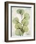 Aged Stone Eucalyptus-Albert Koetsier-Framed Art Print