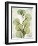 Aged Stone Eucalyptus-Albert Koetsier-Framed Art Print