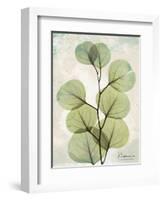 Aged Stone Eucalyptus-Albert Koetsier-Framed Art Print