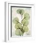 Aged Stone Eucalyptus-Albert Koetsier-Framed Art Print