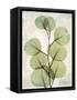 Aged Stone Eucalyptus-Albert Koetsier-Framed Stretched Canvas