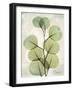 Aged Stone Eucalyptus-Albert Koetsier-Framed Art Print