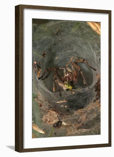 Agelena Labyrinthica, Funnel-Web Spider, Den, Prey, Grasshopper-Harald Kroiss-Framed Photographic Print