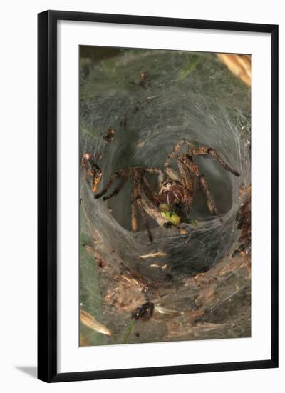 Agelena Labyrinthica, Funnel-Web Spider, Den, Prey, Grasshopper-Harald Kroiss-Framed Photographic Print