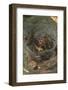 Agelena Labyrinthica, Funnel-Web Spider, Den, Prey, Grasshopper-Harald Kroiss-Framed Photographic Print