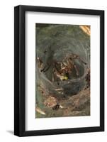 Agelena Labyrinthica, Funnel-Web Spider, Den, Prey, Grasshopper-Harald Kroiss-Framed Photographic Print