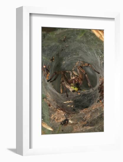 Agelena Labyrinthica, Funnel-Web Spider, Den, Prey, Grasshopper-Harald Kroiss-Framed Photographic Print