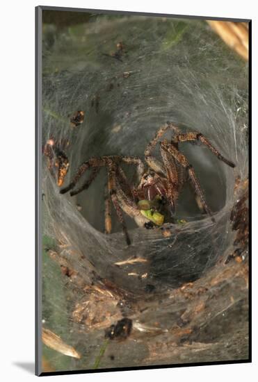 Agelena Labyrinthica, Funnel-Web Spider, Den, Prey, Grasshopper-Harald Kroiss-Mounted Photographic Print