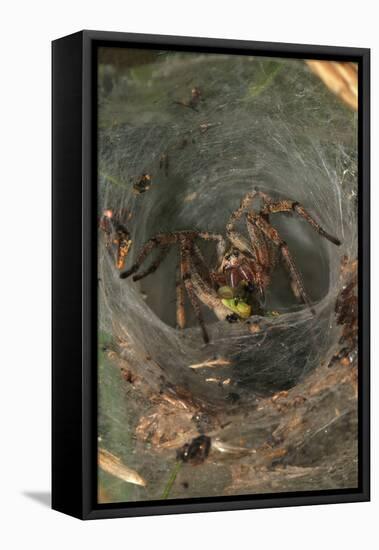 Agelena Labyrinthica, Funnel-Web Spider, Den, Prey, Grasshopper-Harald Kroiss-Framed Stretched Canvas