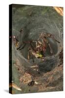 Agelena Labyrinthica, Funnel-Web Spider, Den, Prey, Grasshopper-Harald Kroiss-Stretched Canvas