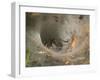 Agelena Labyrinthica, Funnel-Web Spider, Den, Spiderweb-Harald Kroiss-Framed Photographic Print