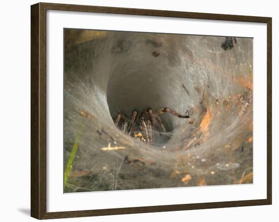 Agelena Labyrinthica, Funnel-Web Spider, Den, Spiderweb-Harald Kroiss-Framed Photographic Print