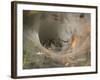 Agelena Labyrinthica, Funnel-Web Spider, Den, Spiderweb-Harald Kroiss-Framed Photographic Print