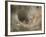 Agelena Labyrinthica, Funnel-Web Spider, Den, Spiderweb-Harald Kroiss-Framed Photographic Print