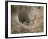 Agelena Labyrinthica, Funnel-Web Spider, Den, Spiderweb-Harald Kroiss-Framed Photographic Print