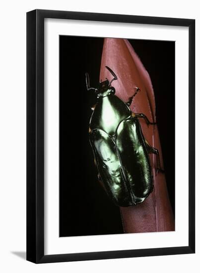 Agestrata Orichalca (Flower Beetle)-Paul Starosta-Framed Photographic Print