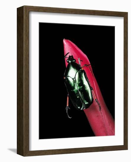 Agestrata Orichalca (Flower Beetle)-Paul Starosta-Framed Photographic Print