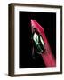 Agestrata Orichalca (Flower Beetle)-Paul Starosta-Framed Photographic Print