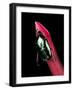 Agestrata Orichalca (Flower Beetle)-Paul Starosta-Framed Photographic Print