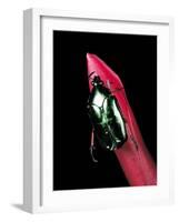 Agestrata Orichalca (Flower Beetle)-Paul Starosta-Framed Photographic Print