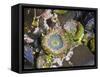 Aggregating Anemone, in Tidepool at Low Tide, Olympic National Park, Washington, USA-Georgette Douwma-Framed Stretched Canvas