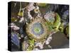 Aggregating Anemone, in Tidepool at Low Tide, Olympic National Park, Washington, USA-Georgette Douwma-Stretched Canvas