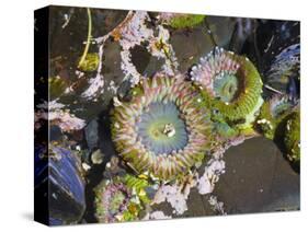 Aggregating Anemone, in Tidepool at Low Tide, Olympic National Park, Washington, USA-Georgette Douwma-Stretched Canvas