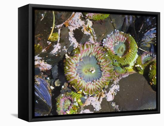 Aggregating Anemone, in Tidepool at Low Tide, Olympic National Park, Washington, USA-Georgette Douwma-Framed Stretched Canvas