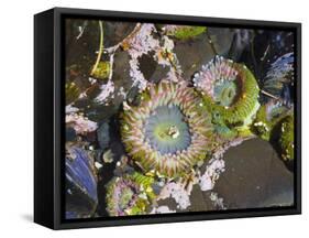 Aggregating Anemone, in Tidepool at Low Tide, Olympic National Park, Washington, USA-Georgette Douwma-Framed Stretched Canvas