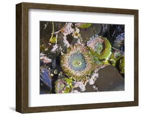 Aggregating Anemone, in Tidepool at Low Tide, Olympic National Park, Washington, USA-Georgette Douwma-Framed Premium Photographic Print