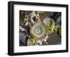 Aggregating Anemone, in Tidepool at Low Tide, Olympic National Park, Washington, USA-Georgette Douwma-Framed Premium Photographic Print