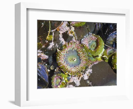 Aggregating Anemone, in Tidepool at Low Tide, Olympic National Park, Washington, USA-Georgette Douwma-Framed Premium Photographic Print