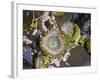 Aggregating Anemone, in Tidepool at Low Tide, Olympic National Park, Washington, USA-Georgette Douwma-Framed Photographic Print