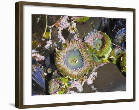 Aggregating Anemone, in Tidepool at Low Tide, Olympic National Park, Washington, USA-Georgette Douwma-Framed Photographic Print