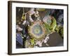 Aggregating Anemone, in Tidepool at Low Tide, Olympic National Park, Washington, USA-Georgette Douwma-Framed Photographic Print