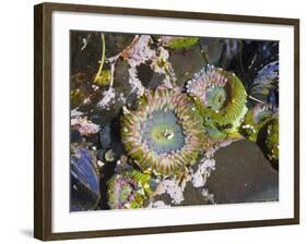 Aggregating Anemone, in Tidepool at Low Tide, Olympic National Park, Washington, USA-Georgette Douwma-Framed Photographic Print