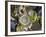 Aggregating Anemone, in Tidepool at Low Tide, Olympic National Park, Washington, USA-Georgette Douwma-Framed Photographic Print