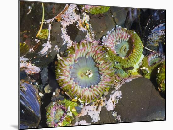 Aggregating Anemone, in Tidepool at Low Tide, Olympic National Park, Washington, USA-Georgette Douwma-Mounted Photographic Print